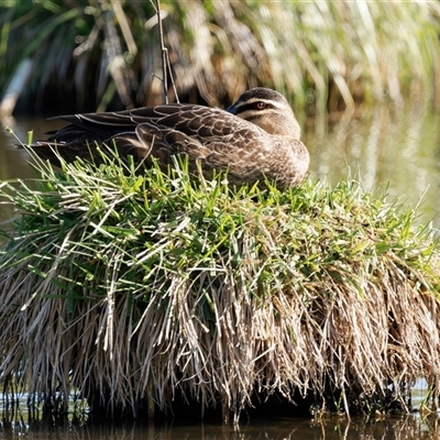 Anas superciliosa (Pacific Black Duck) at Fyshwick, ACT - 1 Oct 2024 by RomanSoroka