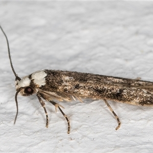 Endrosis sarcitrella at Melba, ACT - 13 Oct 2024