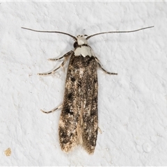 Endrosis sarcitrella at Melba, ACT - 13 Oct 2024