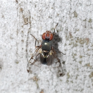 Platystomatidae (family) at Collector, NSW - 12 Oct 2024 12:31 PM