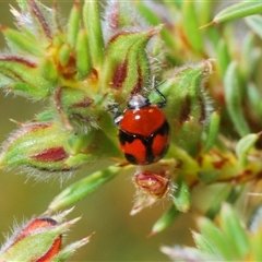 Ditropidus pulchellus (Leaf beetle) at Gundaroo, NSW - 12 Oct 2024 by Harrisi