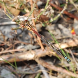 Xanthagrion erythroneurum at Gundaroo, NSW - 12 Oct 2024 02:04 PM