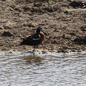 Tadorna tadornoides at Gordon, ACT - 13 Oct 2024