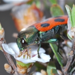 Castiarina octomaculata (A jewel beetle) at O'Connor, ACT - 13 Oct 2024 by Harrisi