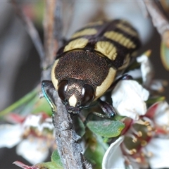 Castiarina decemmaculata (Ten-spot Jewel Beetle) at O'Connor, ACT - 13 Oct 2024 by Harrisi