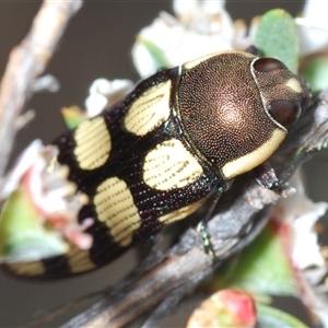 Castiarina decemmaculata at O'Connor, ACT - 13 Oct 2024