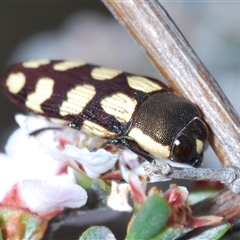 Castiarina decemmaculata at O'Connor, ACT - 13 Oct 2024