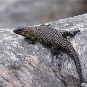 Egernia cunninghami at Hackett, ACT - 5 Oct 2024 01:00 PM