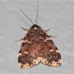 Halone coryphoea at Acton, ACT - 4 Oct 2024 01:11 PM