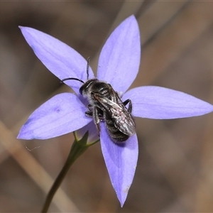 Lasioglossum (Chilalictus) lanarium at Hackett, ACT - 5 Oct 2024