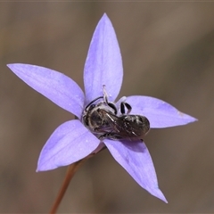 Lasioglossum (Chilalictus) lanarium at Hackett, ACT - 5 Oct 2024