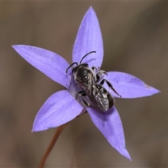 Lasioglossum (Chilalictus) lanarium at Hackett, ACT - 5 Oct 2024