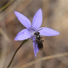 Lasioglossum (Chilalictus) lanarium at Hackett, ACT - 5 Oct 2024