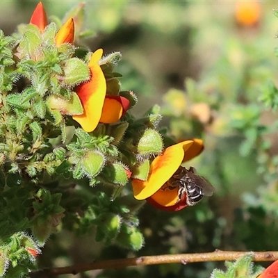 Unidentified Bee (Hymenoptera, Apiformes) at Bandiana, VIC - 13 Oct 2024 by KylieWaldon