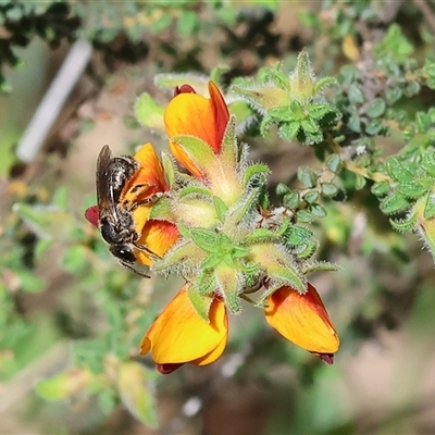 Unidentified Bee (Hymenoptera, Apiformes) at Bandiana, VIC - 13 Oct 2024 by KylieWaldon