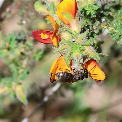 Unidentified Bee (Hymenoptera, Apiformes) at Bandiana, VIC - 13 Oct 2024 by KylieWaldon