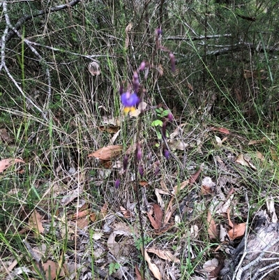 Dianella sp. at Kungala, NSW - 11 Oct 2024 by donnanchris