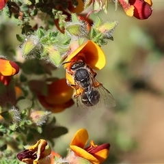 Unidentified Bee (Hymenoptera, Apiformes) at Bandiana, VIC - 13 Oct 2024 by KylieWaldon