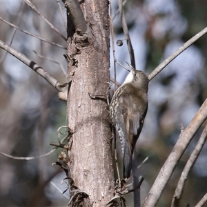 Cormobates leucophaea at Strathnairn, ACT - 17 Aug 2024 12:17 PM