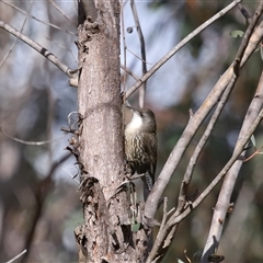 Cormobates leucophaea at Strathnairn, ACT - 17 Aug 2024 12:17 PM