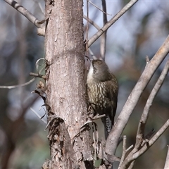 Cormobates leucophaea at Strathnairn, ACT - 17 Aug 2024 12:17 PM