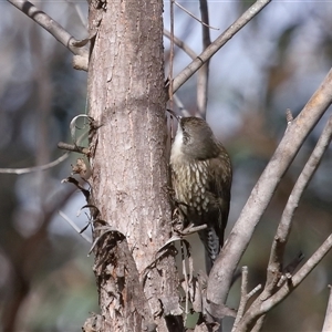 Cormobates leucophaea at Strathnairn, ACT - 17 Aug 2024 12:17 PM