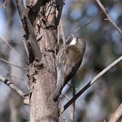 Cormobates leucophaea at Strathnairn, ACT - 17 Aug 2024 12:17 PM