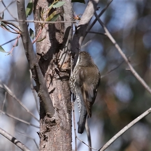 Cormobates leucophaea at Strathnairn, ACT - 17 Aug 2024 12:17 PM