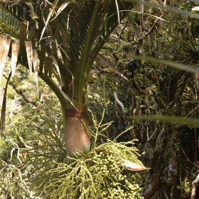 Lepidorrhachis mooreana (Little Mountain Palm) by MichaelBedingfield