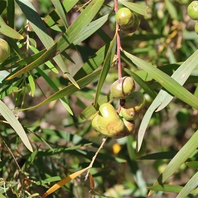 Unidentified Acacia Gall at Bandiana, VIC - 12 Oct 2024 by KylieWaldon