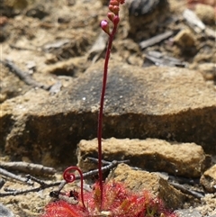 Drosera spatulata (Common Sundew) at Colo Vale, NSW - 4 Oct 2024 by Curiosity