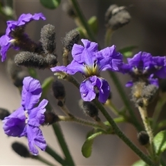 Dampiera purpurea (Purple Dampiera) at Colo Vale, NSW - 4 Oct 2024 by Curiosity