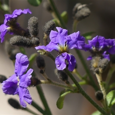 Dampiera purpurea (Purple Dampiera) at Colo Vale, NSW - 4 Oct 2024 by Curiosity