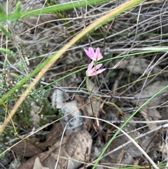 Caladenia carnea (Pink Fingers) at Aranda, ACT - 11 Oct 2024 by courtneyb