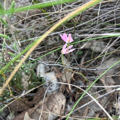 Caladenia carnea (Pink Fingers) at Aranda, ACT - 11 Oct 2024 by courtneyb