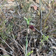 Calochilus platychilus (Purple Beard Orchid) at Aranda, ACT - 11 Oct 2024 by courtneyb