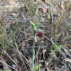 Calochilus platychilus at Aranda, ACT - 11 Oct 2024