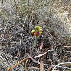 Calochilus montanus (Copper Beard Orchid) at Aranda, ACT - 11 Oct 2024 by courtneyb