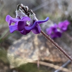 Swainsona sericea (Silky Swainson-Pea) at Googong, NSW - 14 Oct 2024 by Wandiyali