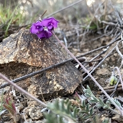 Swainsona sericea at Googong, NSW - 14 Oct 2024