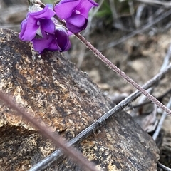 Swainsona sericea at Googong, NSW - 14 Oct 2024