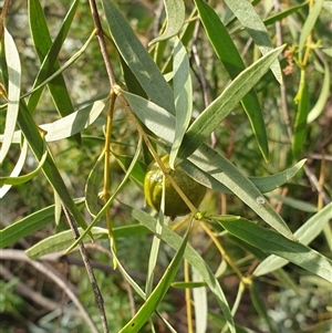 Santalum acuminatum at Ainslie, ACT - suppressed