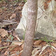 Santalum acuminatum at Ainslie, ACT - suppressed