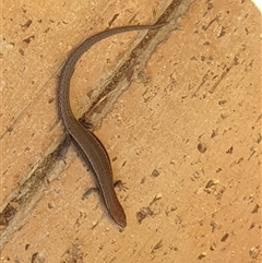 Lampropholis delicata (Delicate Skink) at Ainslie, ACT - 13 Oct 2024 by Jeanette