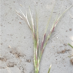 Nassella neesiana (Chilean Needlegrass) at Ainslie, ACT - 12 Oct 2024 by Jeanette