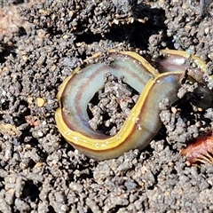 Caenoplana bicolor (Two-tone Planarian) at Goulburn, NSW - 13 Oct 2024 by trevorpreston