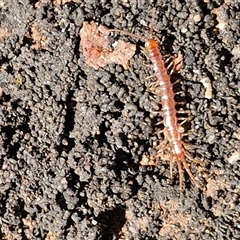 Lithobiomorpha (order) at Goulburn, NSW - 13 Oct 2024 03:01 PM