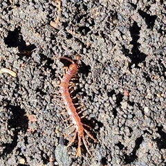 Lithobiomorpha (order) at Goulburn, NSW - 13 Oct 2024 03:01 PM
