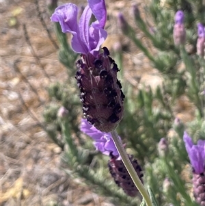 Lavandula stoechas at Tirrannaville, NSW - 12 Oct 2024 02:45 PM