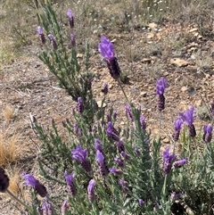 Lavandula stoechas at Tirrannaville, NSW - 12 Oct 2024 02:45 PM